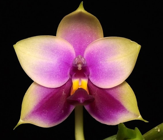 EverSpring Orchids Main Catalog