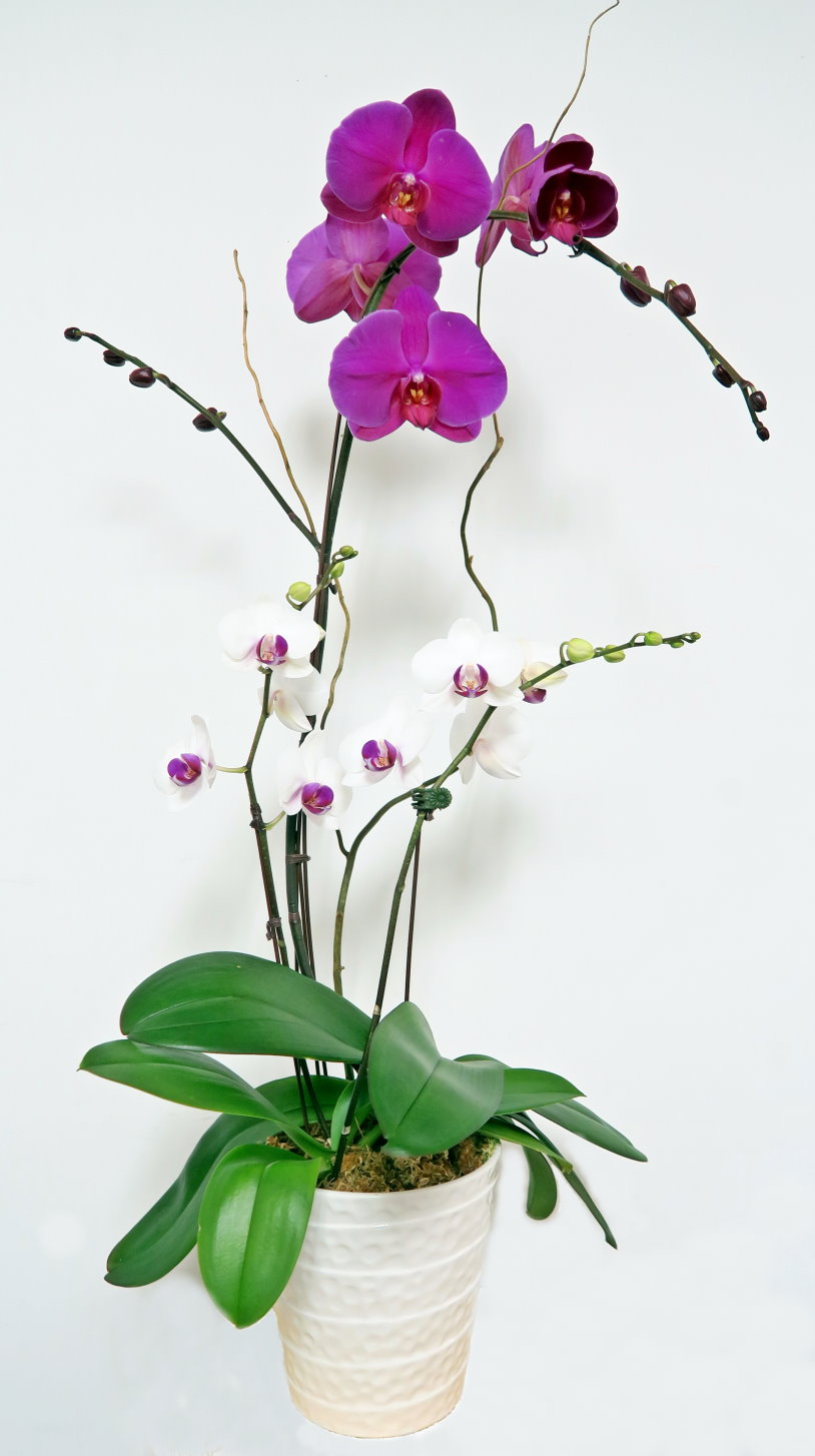 EverSpring Orchids Main Catalog