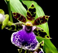 EverSpring Orchids Main Catalog