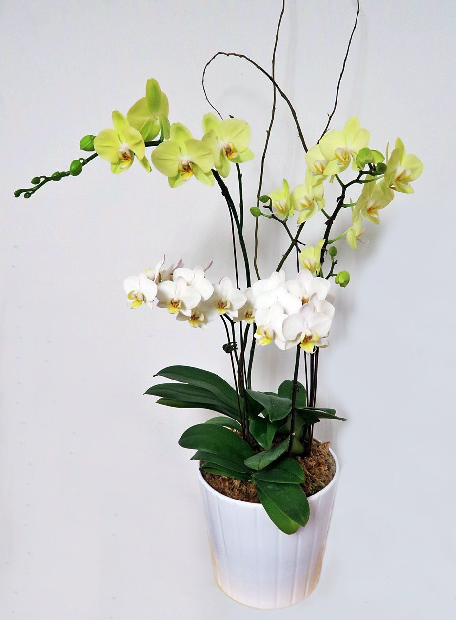 EverSpring Orchids Main Catalog